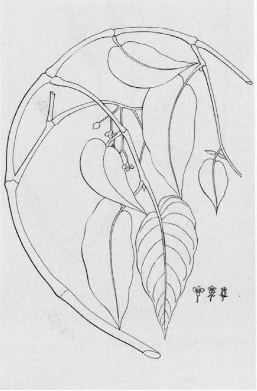 B. declinata